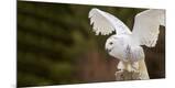 Premium Photographic Print