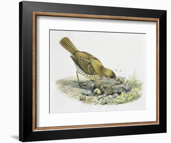 Close-Up of a Song Thrush Eating Shells-null-Framed Giclee Print