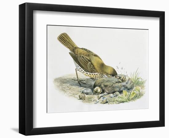 Close-Up of a Song Thrush Eating Shells-null-Framed Giclee Print