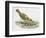 Close-Up of a Song Thrush Eating Shells-null-Framed Giclee Print