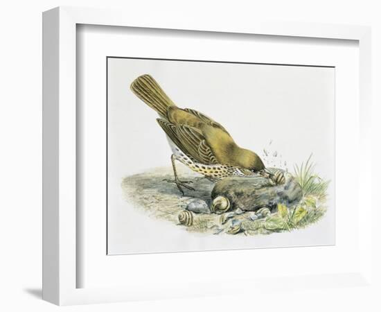 Close-Up of a Song Thrush Eating Shells-null-Framed Giclee Print