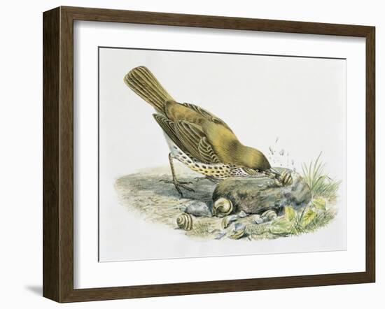 Close-Up of a Song Thrush Eating Shells-null-Framed Giclee Print