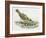 Close-Up of a Song Thrush Eating Shells-null-Framed Giclee Print