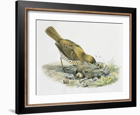 Close-Up of a Song Thrush Eating Shells-null-Framed Giclee Print