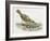 Close-Up of a Song Thrush Eating Shells-null-Framed Giclee Print