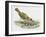 Close-Up of a Song Thrush Eating Shells-null-Framed Giclee Print