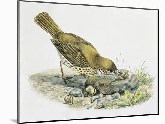 Close-Up of a Song Thrush Eating Shells-null-Mounted Giclee Print