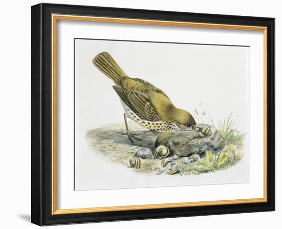 Close-Up of a Song Thrush Eating Shells-null-Framed Giclee Print