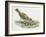 Close-Up of a Song Thrush Eating Shells-null-Framed Giclee Print