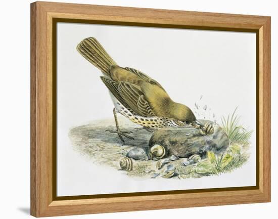 Close-Up of a Song Thrush Eating Shells-null-Framed Premier Image Canvas