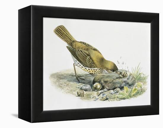 Close-Up of a Song Thrush Eating Shells-null-Framed Premier Image Canvas