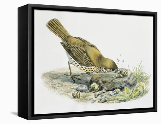 Close-Up of a Song Thrush Eating Shells-null-Framed Premier Image Canvas