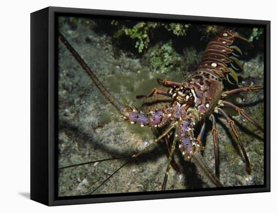 Close-Up of a Spiny Lobster, Caribbean Sea, Central America-Gavin Hellier-Framed Premier Image Canvas