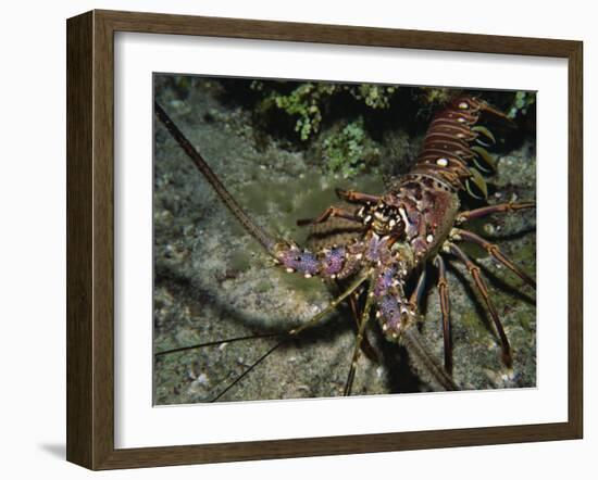 Close-Up of a Spiny Lobster, Caribbean Sea, Central America-Gavin Hellier-Framed Photographic Print