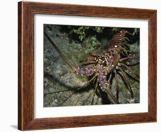 Close-Up of a Spiny Lobster, Caribbean Sea, Central America-Gavin Hellier-Framed Photographic Print