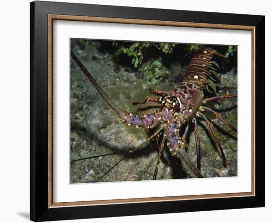 Close-Up of a Spiny Lobster, Caribbean Sea, Central America-Gavin Hellier-Framed Photographic Print