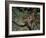 Close-Up of a Spiny Lobster, Caribbean Sea, Central America-Gavin Hellier-Framed Photographic Print