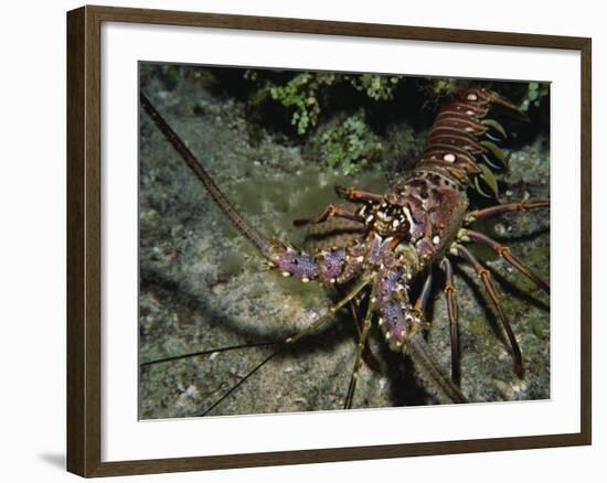 Close-Up of a Spiny Lobster, Caribbean Sea, Central America-Gavin Hellier-Framed Photographic Print