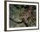 Close-Up of a Spiny Lobster, Caribbean Sea, Central America-Gavin Hellier-Framed Photographic Print