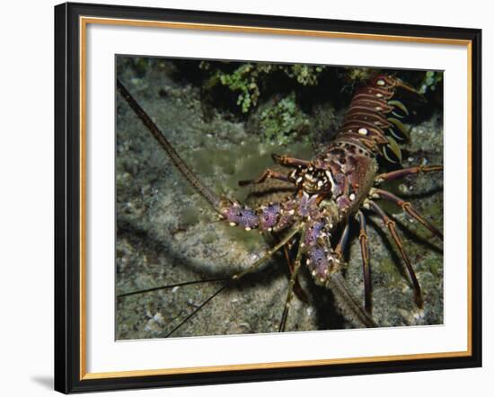 Close-Up of a Spiny Lobster, Caribbean Sea, Central America-Gavin Hellier-Framed Photographic Print