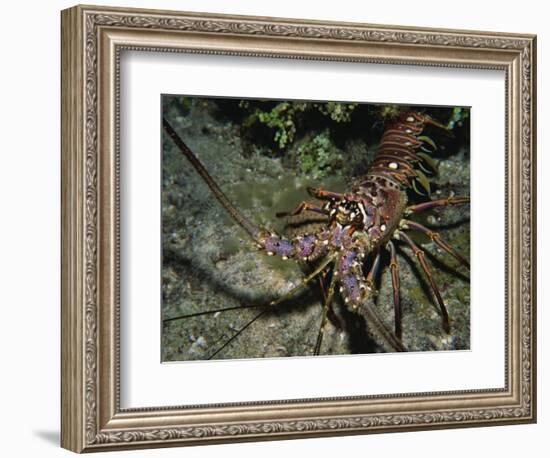 Close-Up of a Spiny Lobster, Caribbean Sea, Central America-Gavin Hellier-Framed Photographic Print