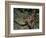 Close-Up of a Spiny Lobster, Caribbean Sea, Central America-Gavin Hellier-Framed Photographic Print