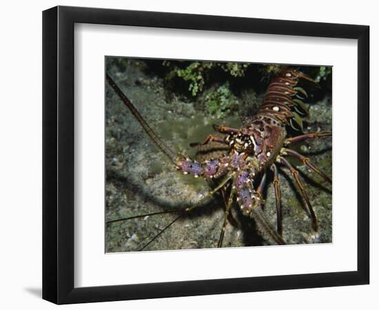 Close-Up of a Spiny Lobster, Caribbean Sea, Central America-Gavin Hellier-Framed Photographic Print