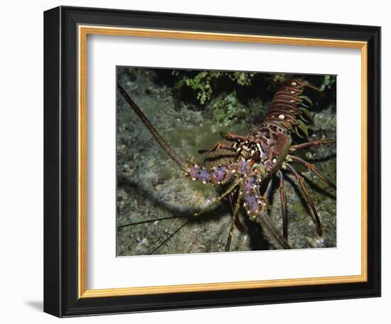 Close-Up of a Spiny Lobster, Caribbean Sea, Central America-Gavin Hellier-Framed Photographic Print