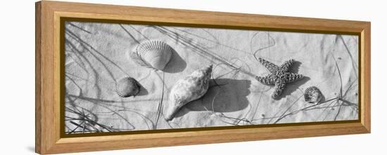 Close-Up of a Starfish and Seashells on the Beach, Dauphin Island, Alabama, USA-null-Framed Stretched Canvas