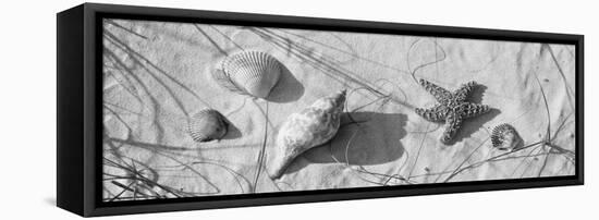 Close-Up of a Starfish and Seashells on the Beach, Dauphin Island, Alabama, USA-null-Framed Stretched Canvas