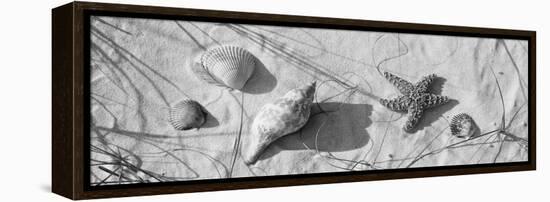 Close-Up of a Starfish and Seashells on the Beach, Dauphin Island, Alabama, USA-null-Framed Stretched Canvas