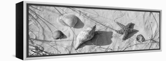 Close-Up of a Starfish and Seashells on the Beach, Dauphin Island, Alabama, USA-null-Framed Stretched Canvas