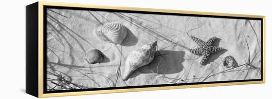 Close-Up of a Starfish and Seashells on the Beach, Dauphin Island, Alabama, USA-null-Framed Stretched Canvas