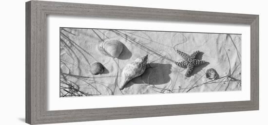 Close-Up of a Starfish and Seashells on the Beach, Dauphin Island, Alabama, USA-null-Framed Photographic Print