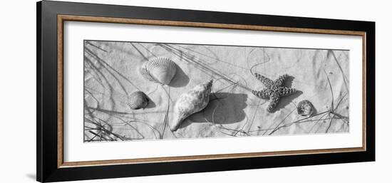 Close-Up of a Starfish and Seashells on the Beach, Dauphin Island, Alabama, USA-null-Framed Photographic Print