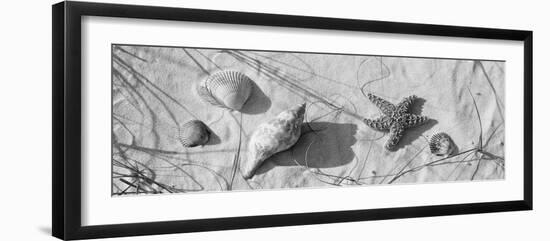 Close-Up of a Starfish and Seashells on the Beach, Dauphin Island, Alabama, USA-null-Framed Photographic Print