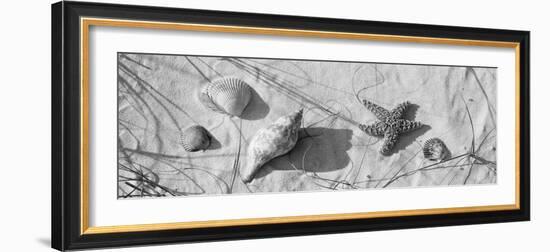 Close-Up of a Starfish and Seashells on the Beach, Dauphin Island, Alabama, USA-null-Framed Photographic Print