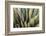Close Up of a Succulent Plant, Sonoran Desert, Arizona-Chuck Haney-Framed Photographic Print