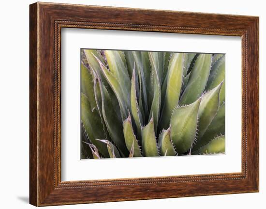 Close Up of a Succulent Plant, Sonoran Desert, Arizona-Chuck Haney-Framed Photographic Print