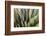 Close Up of a Succulent Plant, Sonoran Desert, Arizona-Chuck Haney-Framed Photographic Print