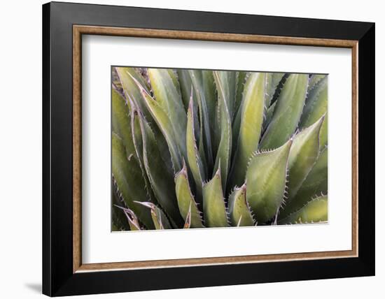 Close Up of a Succulent Plant, Sonoran Desert, Arizona-Chuck Haney-Framed Photographic Print