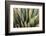 Close Up of a Succulent Plant, Sonoran Desert, Arizona-Chuck Haney-Framed Photographic Print