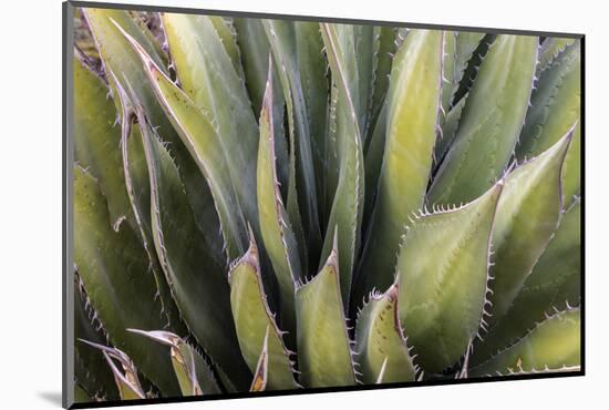 Close Up of a Succulent Plant, Sonoran Desert, Arizona-Chuck Haney-Mounted Photographic Print