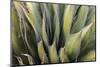 Close Up of a Succulent Plant, Sonoran Desert, Arizona-Chuck Haney-Mounted Photographic Print