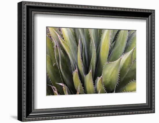 Close Up of a Succulent Plant, Sonoran Desert, Arizona-Chuck Haney-Framed Photographic Print