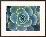Close-Up of a Succulent Plant-Diane Miller-Framed Photographic Print