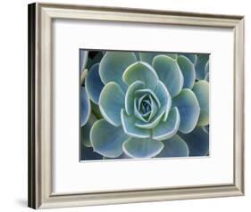 Close-Up of a Succulent Plant-Diane Miller-Framed Photographic Print