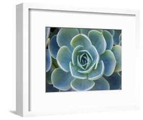Close-Up of a Succulent Plant-Diane Miller-Framed Photographic Print