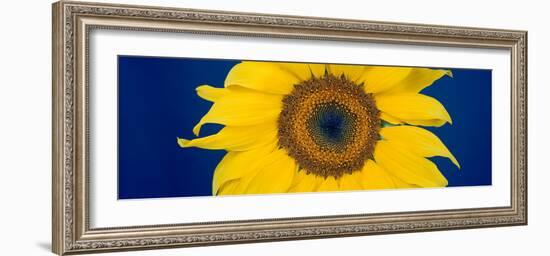 Close-Up of a Sunflower (Helianthus Annuus-null-Framed Photographic Print