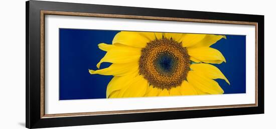 Close-Up of a Sunflower (Helianthus Annuus-null-Framed Photographic Print